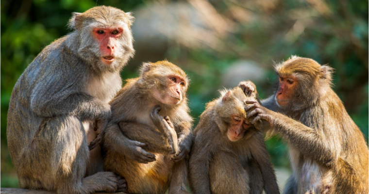 VEGANISM: The Inconvenient Truth