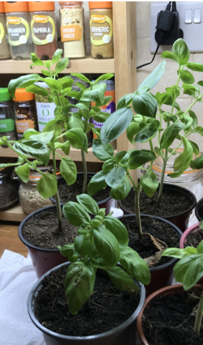 GROW YOUR OWN: How To Multiply Your Herbs For Free