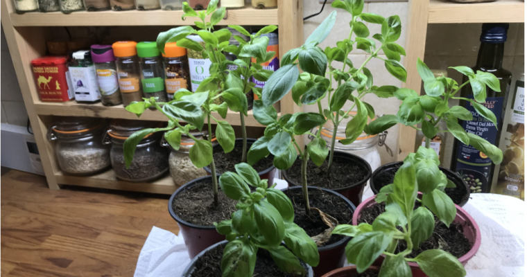 GROW YOUR OWN: How To Multiply Your Herbs For Free