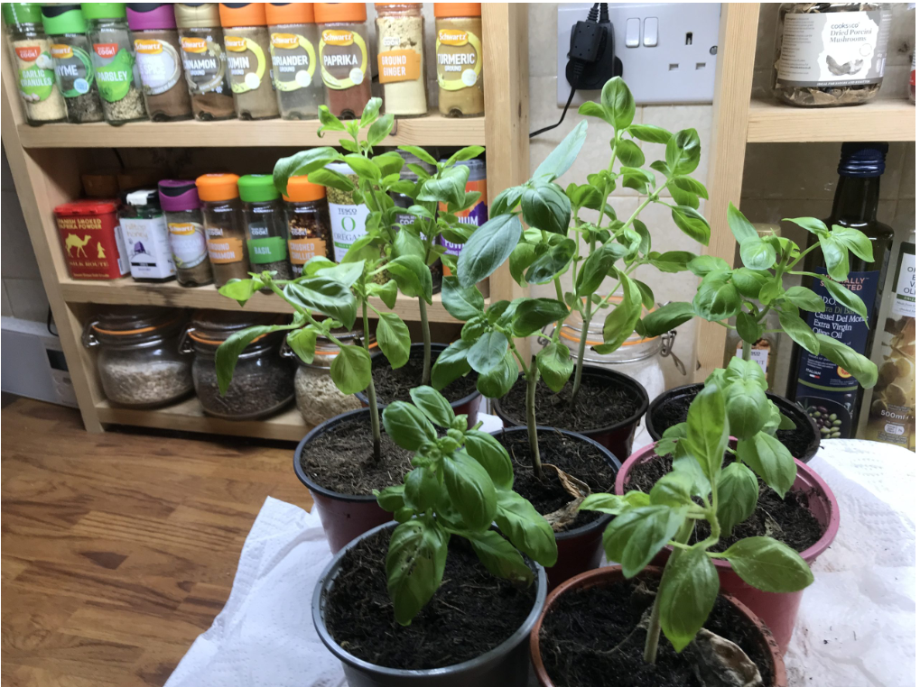 GROW YOUR OWN: How To Multiply Your Herbs For Free