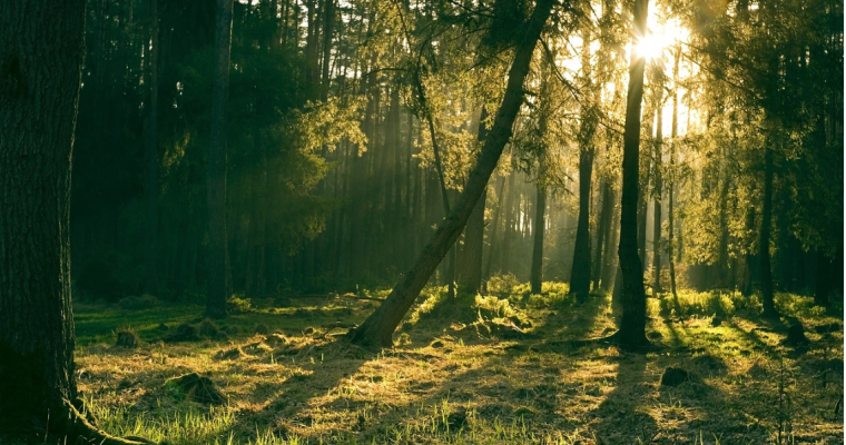 LONGEVITY: Fancy Some Forest Bathing?