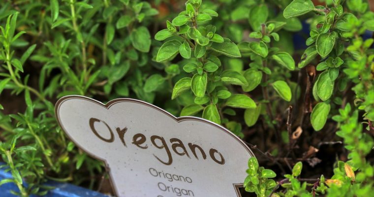 BEHIND THE RECIPE: Herbs – Much More Than Just A Great Taste